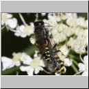 Ectemnius lapidarius - Grabwespe 08 8-12mm Paarung.jpg